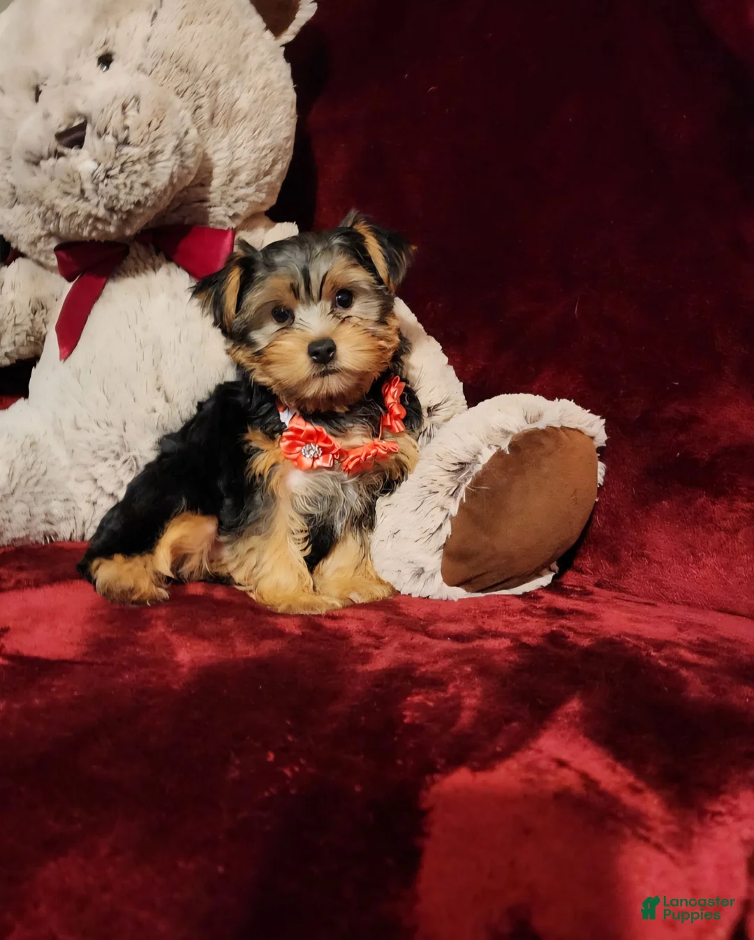 Yorkshire Terrier dogs for sale: CHLOE - Ad 1