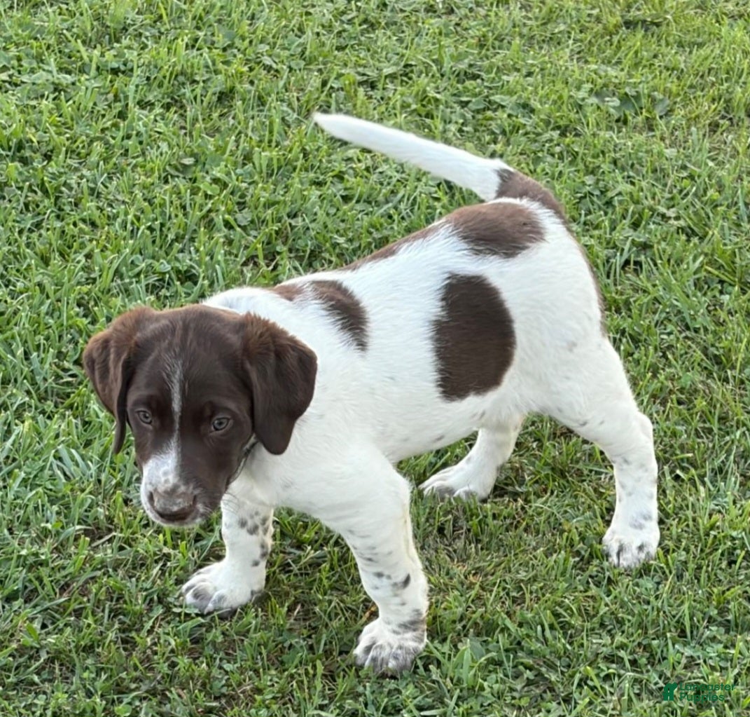 Mixed Breed dogs for sale: Buck - Ad 2