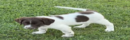 Mixed Breed dogs for sale: Buck - Ad 1