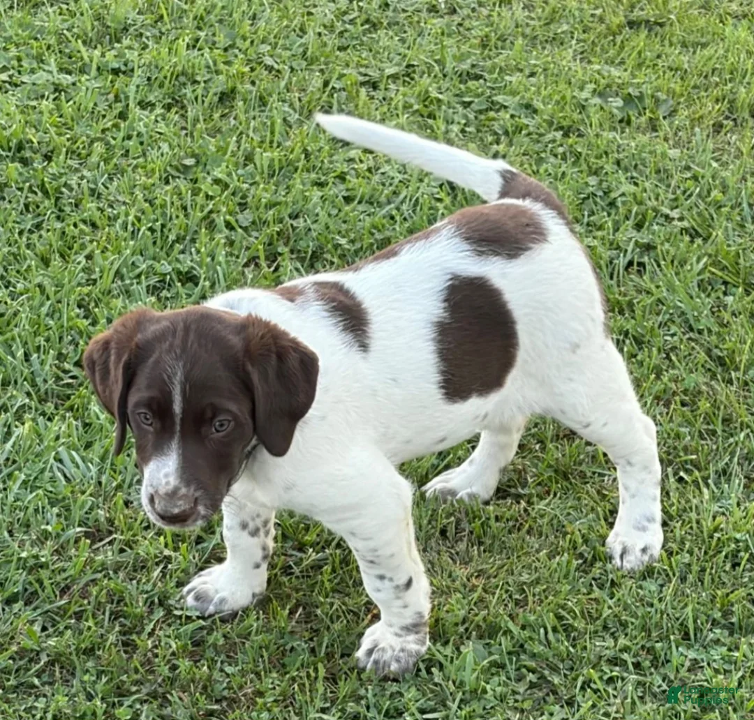 Mixed Breed dogs for sale: Buck - Ad 1