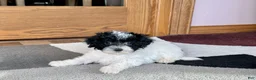 Havapoo dogs for sale: Norm - Ad 7