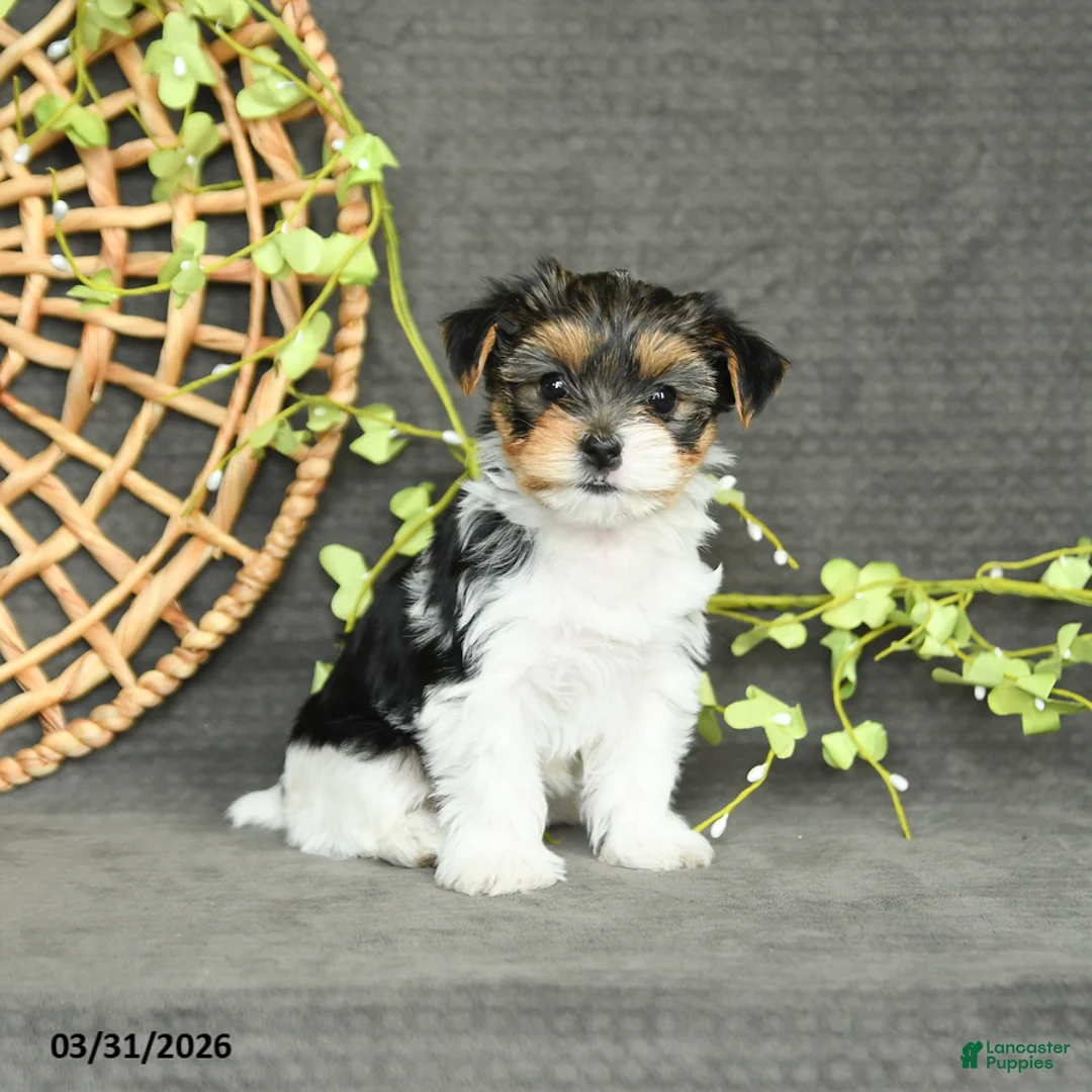 Yorkshire Terrier dogs for sale: Maddie - Ad 2