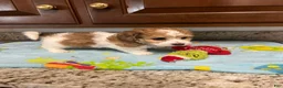 Mixed Breed dogs for sale: Colton - Ad 4