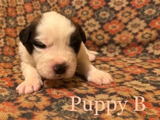 Saint Bernard dogs Saint Bernard Puppy 10 - Ad 3