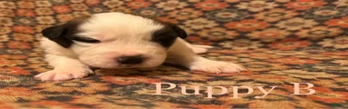 Saint Bernard Puppy 10