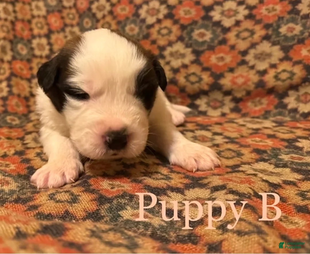 Saint Bernard dogs for sale: Saint Bernard Puppy 10 - Ad 1
