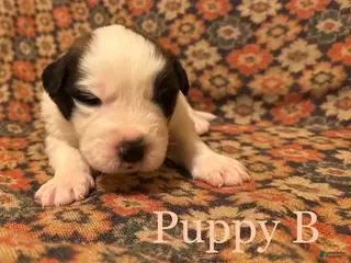 Saint Bernard dogs Saint Bernard Puppy 10 - Ad 15