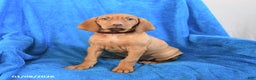 Vizsla dogs for sale: Star - Ad 3