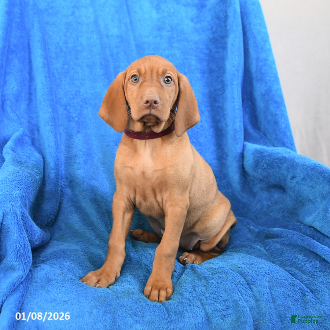 Vizsla dogs for sale: Star - Ad 3