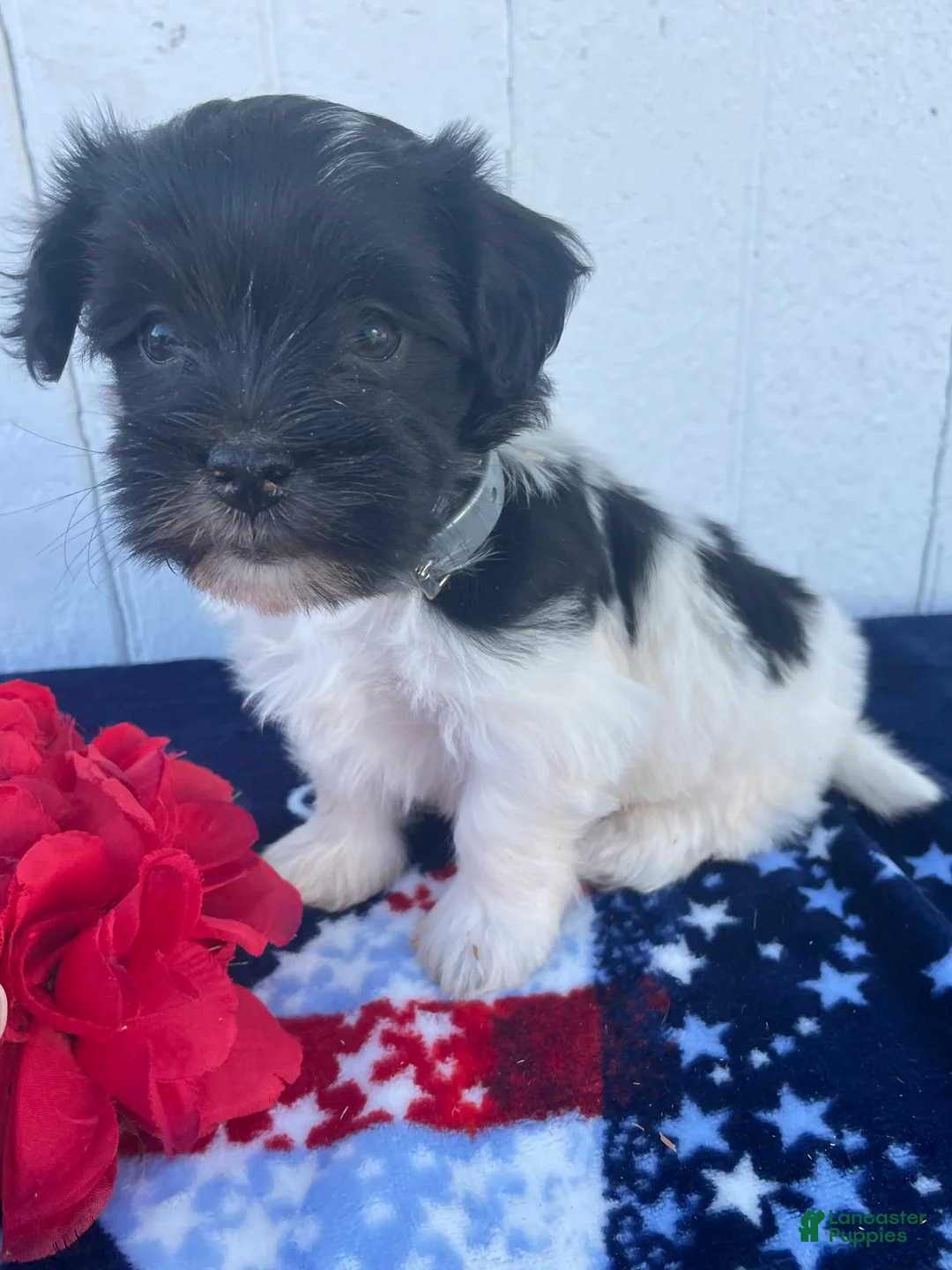 Havanese dogs for sale: Huey - Ad 1