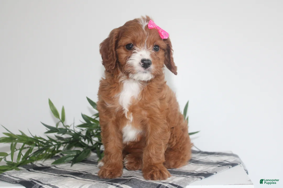 Cavapoo dogs for sale: Kenlie - Ad 1