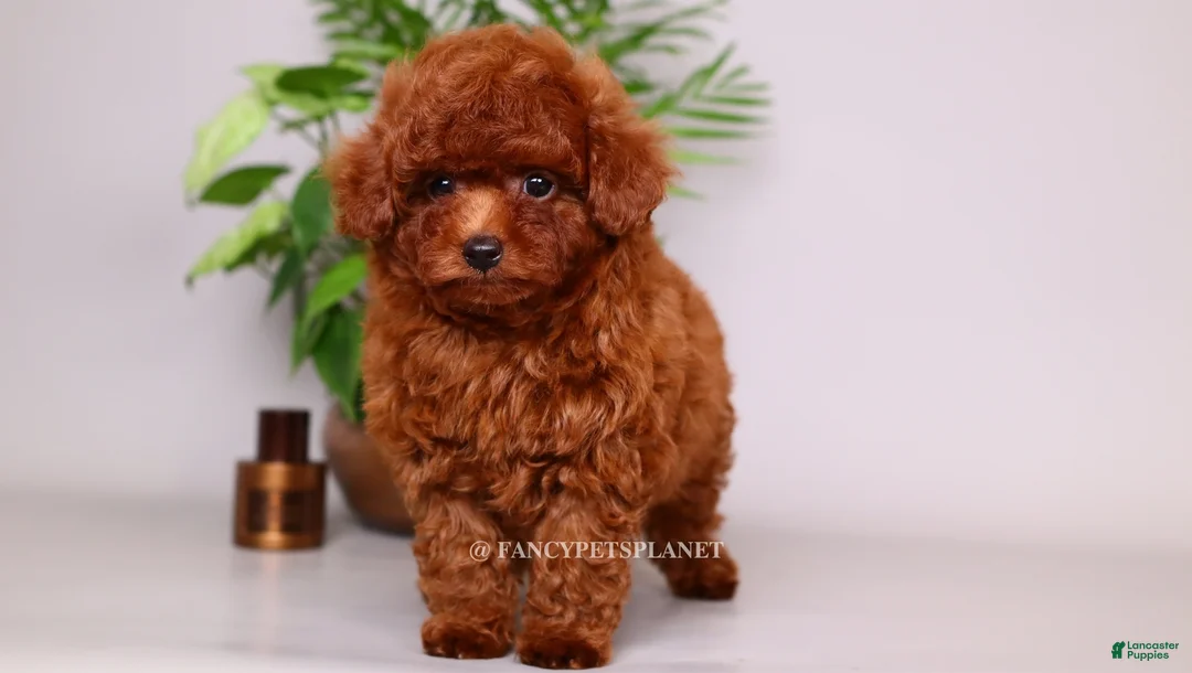 Toy Poodle dogs for sale: HELIOS — FIERY RED TOY POODLE BOY - Ad 2