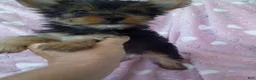 Yorkshire Terrier dogs for sale: Sierra - Ad 5