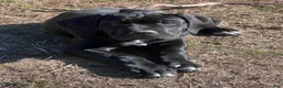 Cane Corso dogs for sale: Lennox - Ad 2