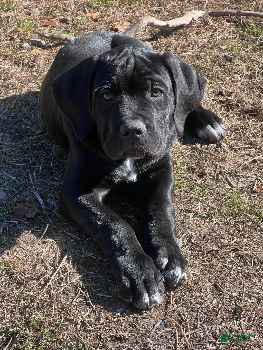 Cane Corso dogs for sale: Lennox - Ad 2