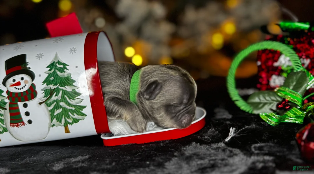 French Bulldog dogs for sale: ROMEO  - Ad 3