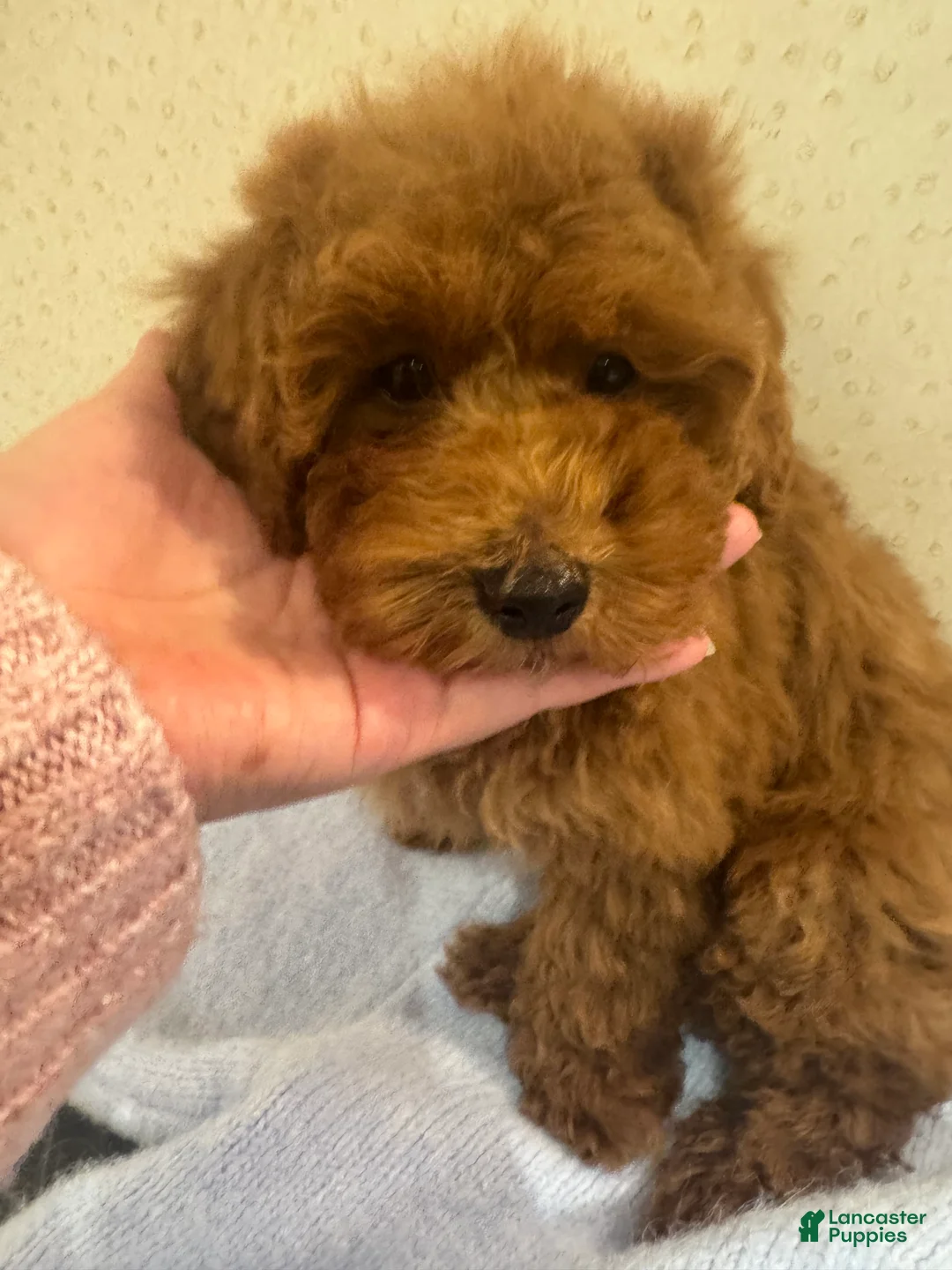 Toy Poodle dogs for sale: Coffee - Ad 3
