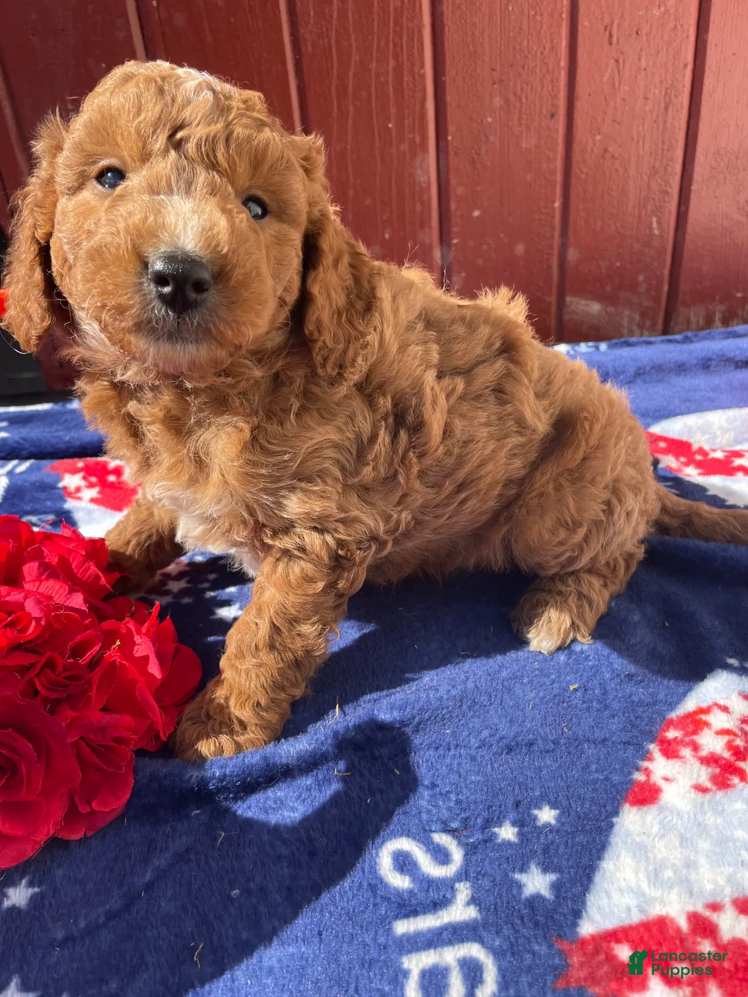Mini Goldendoodle dogs for sale: Elwood - Ad 2