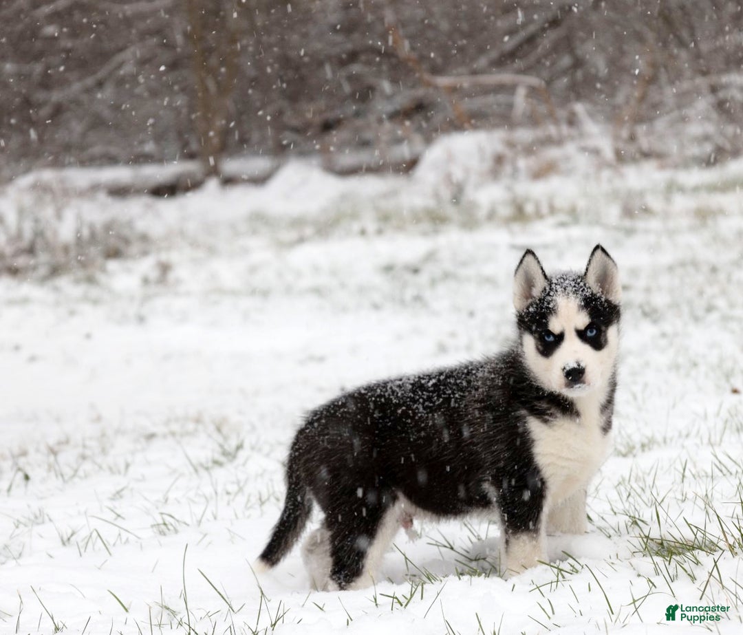 Siberian Husky dogs for sale: Comet - Ad 7