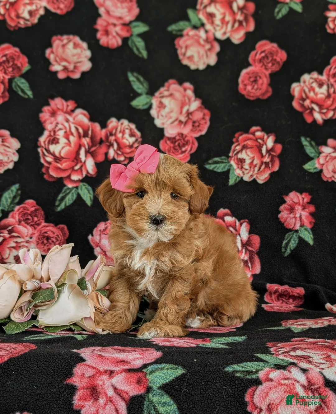 Maltipoo dogs for sale: Shaina 7 lbs Full Grown - Ad 1