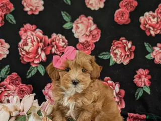 Maltipoo dogs for sale: Shaina 7 lbs Full Grown - Ad 1