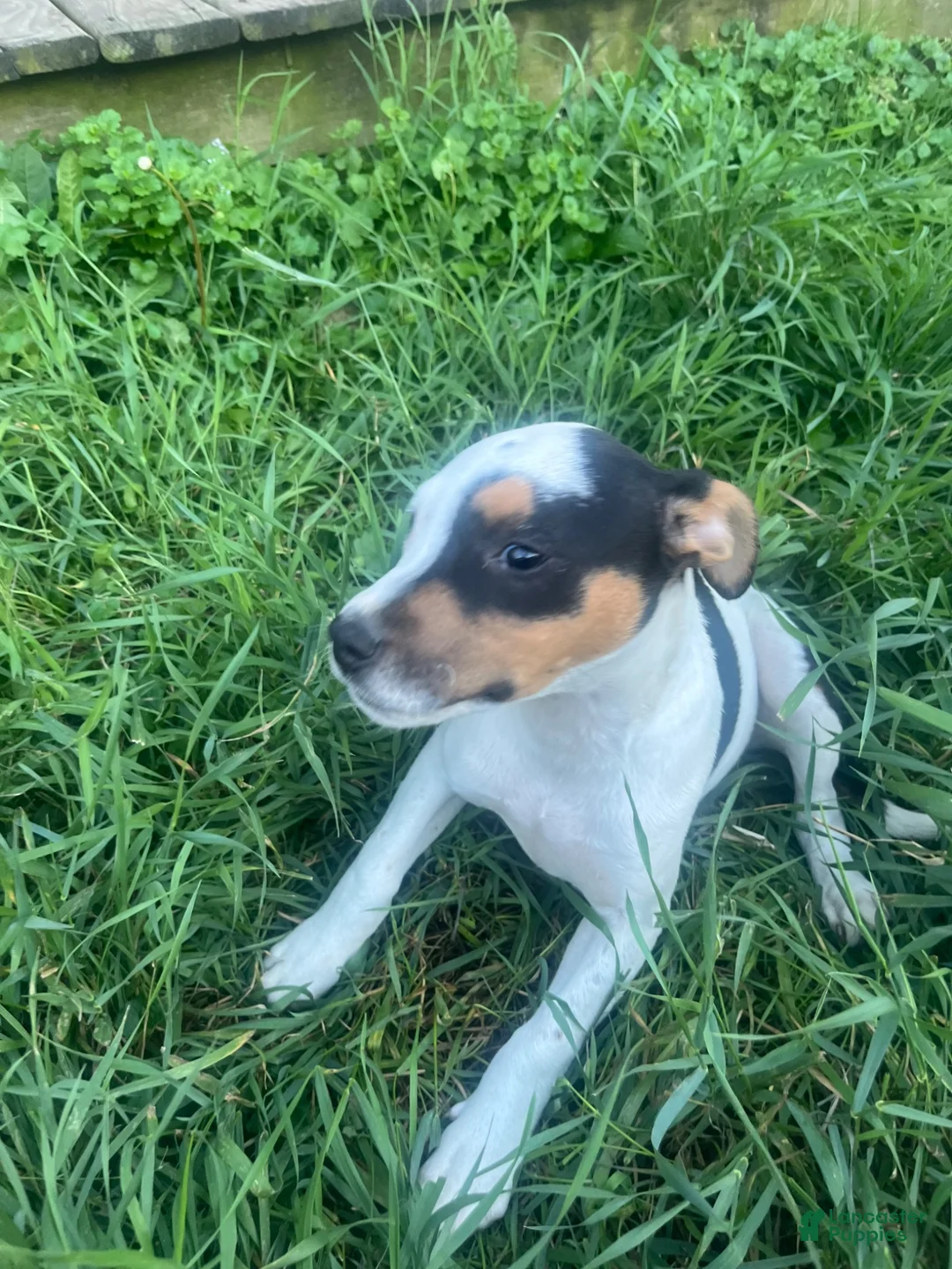 Mixed Breed dogs for sale: Bell - Ad 2