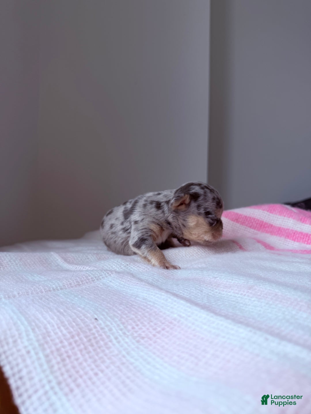 French Bulldog dogs for sale: Sapphire fluffy - Ad 12