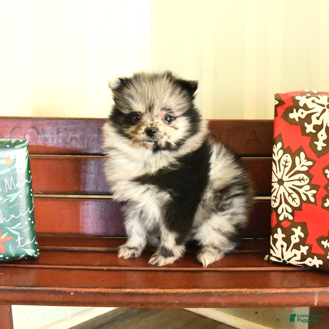 Pomeranian dogs for sale: Checkers - Ad 3