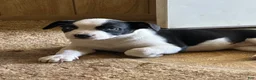Mixed Breed dogs for sale: Mixed Breed Puppy 1 - Ad 3