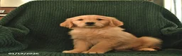 Golden Retriever dogs for sale: Roxie  - Ad 3