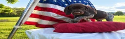 German Shorthaired Pointer dogs for sale: Theodore - Ad 2