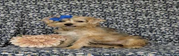 Shorkie dogs for sale: Mia Hypoallergenic - Ad 5