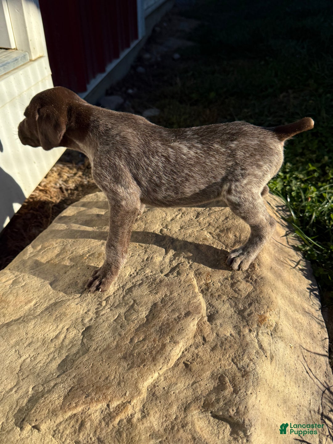 German Shorthaired Pointer dogs for sale: German Shorthaired Pointer Puppy 2 - Ad 2