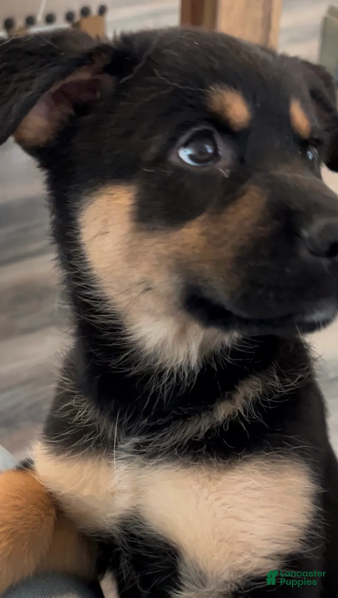 Mixed Breed dogs for sale: Jax - Ad 2
