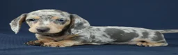 Miniature Dachshund dogs for sale: Emerald - Ad 4