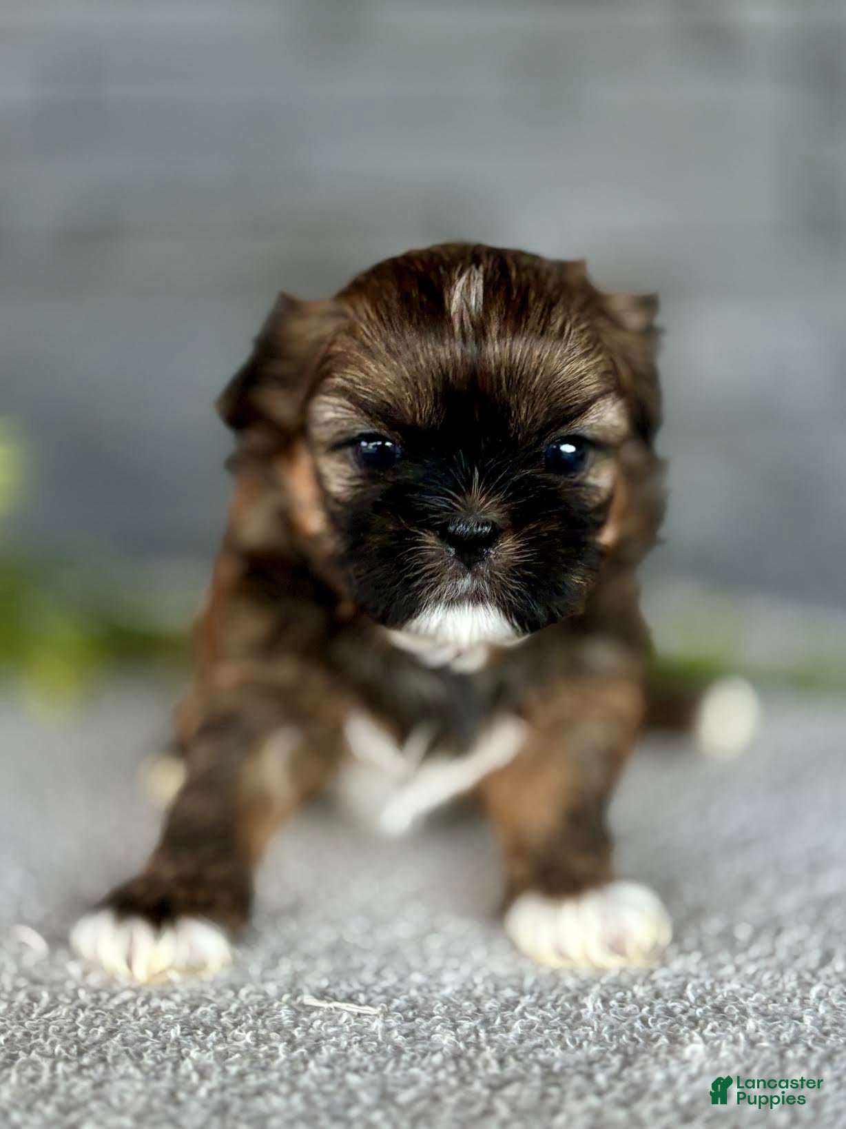 Shih Tzu dogs for sale: Curry Shih Tzu Puppy  - Ad 2