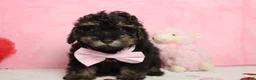 Toy Poodle dogs for sale: Jasper - Ad 2