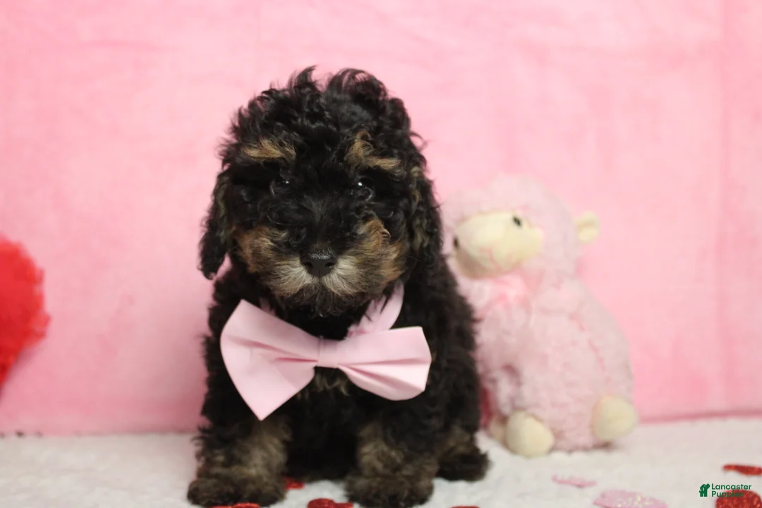 Toy Poodle dogs for sale: Jasper - Ad 2