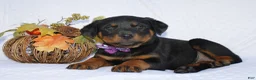 Rottweiler dogs for sale: Dolly - Ad 7