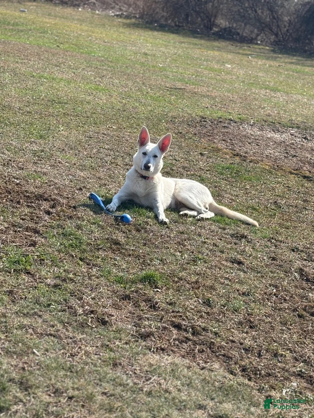 German Shepherd dogs for sale: German Shepherd Puppy 4 - Ad 2