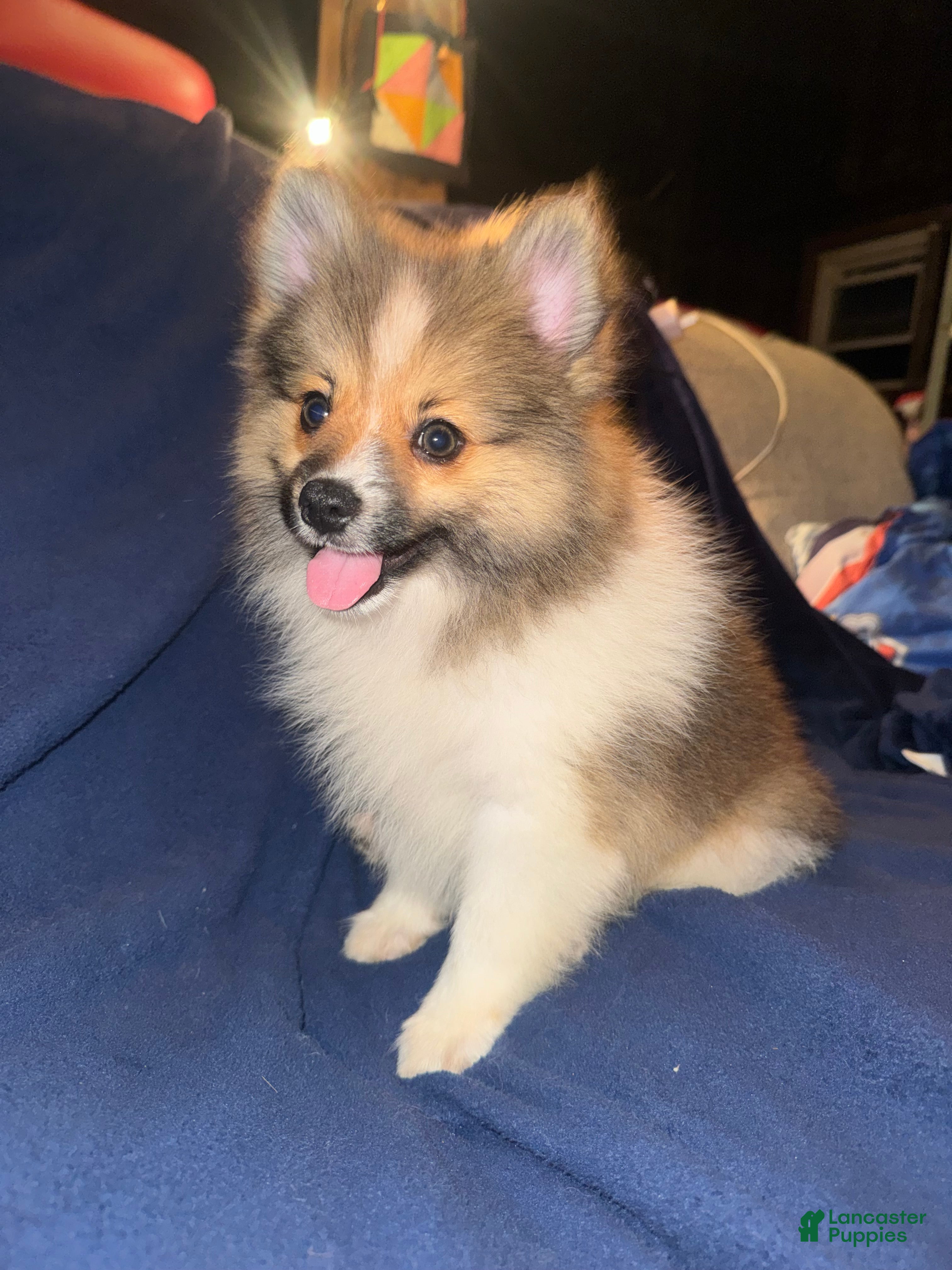 Pomeranian dogs Butter - Ad 1