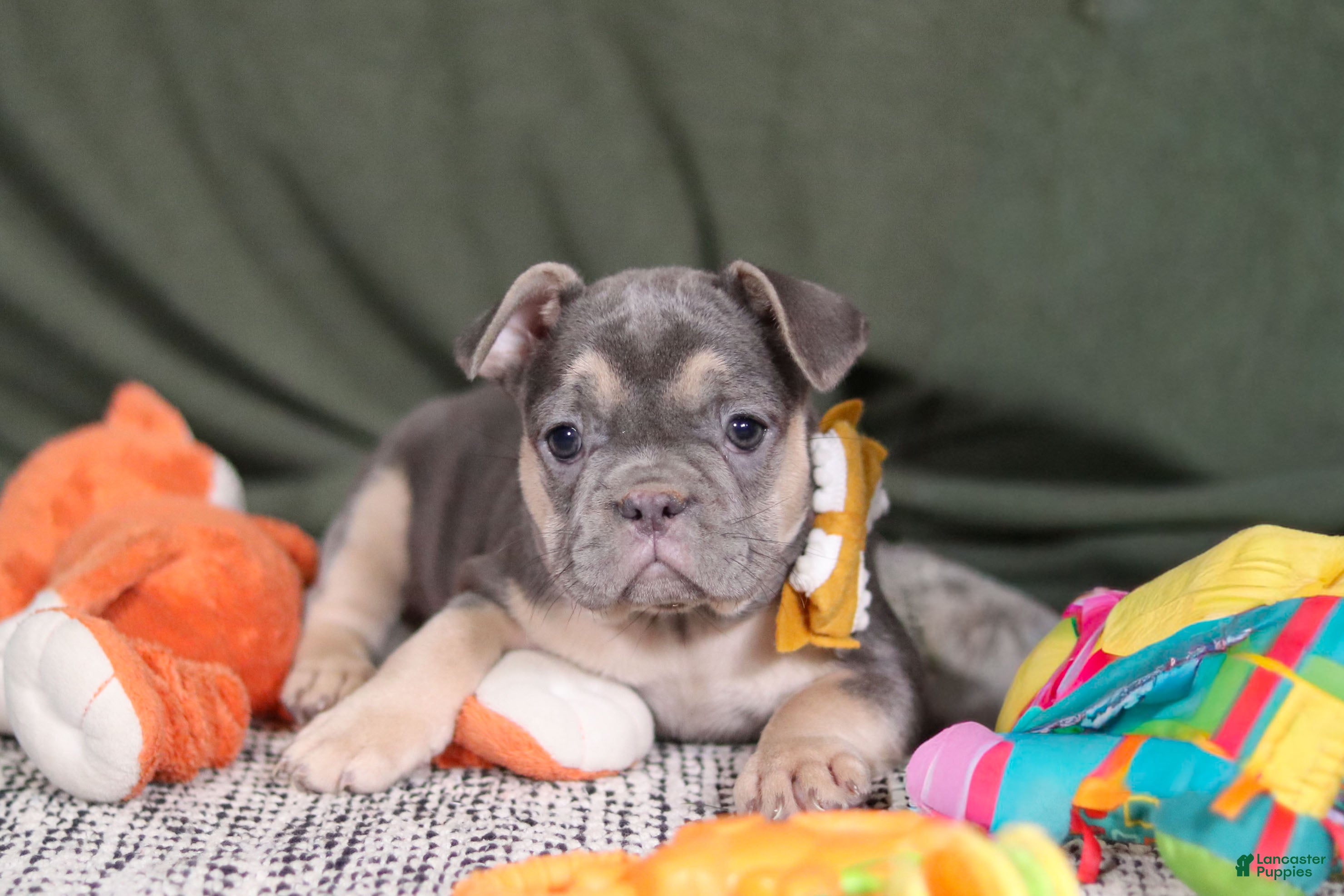 French Bulldog dogs Bethany - Ad 2