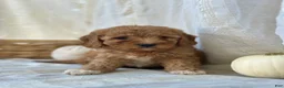 Mini Goldendoodle dogs for sale: Mini Goldendoodle 4 - Ad 12
