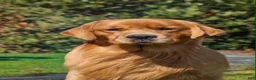Golden Retriever dogs for sale: Blue Male - Ad 1
