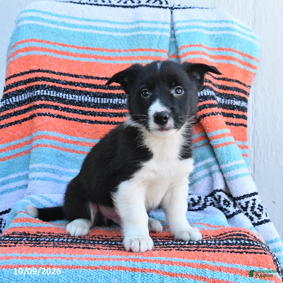 Mixed Breed dogs for sale: Rascal - Ad 1