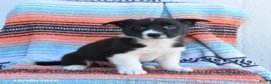 Rascal
