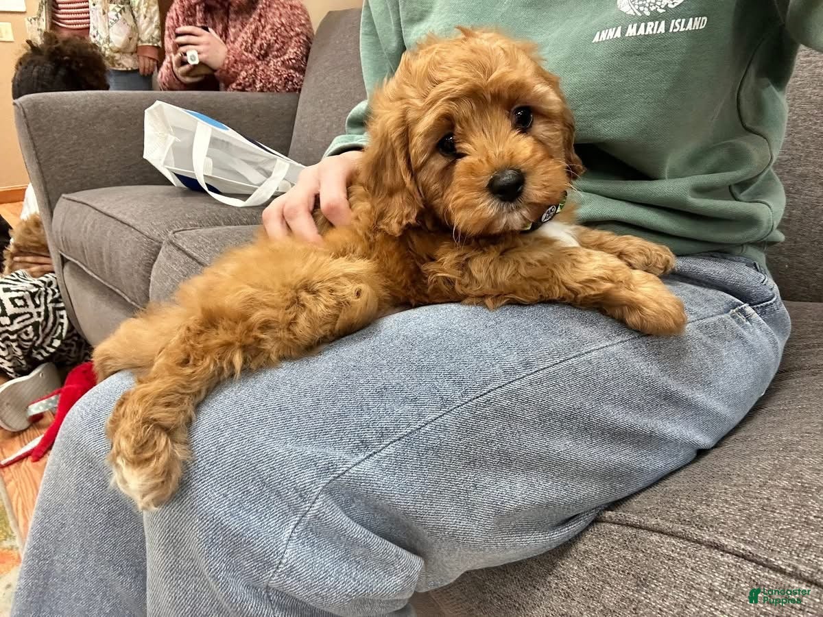 Cavapoo dogs Alvin - Ad 19