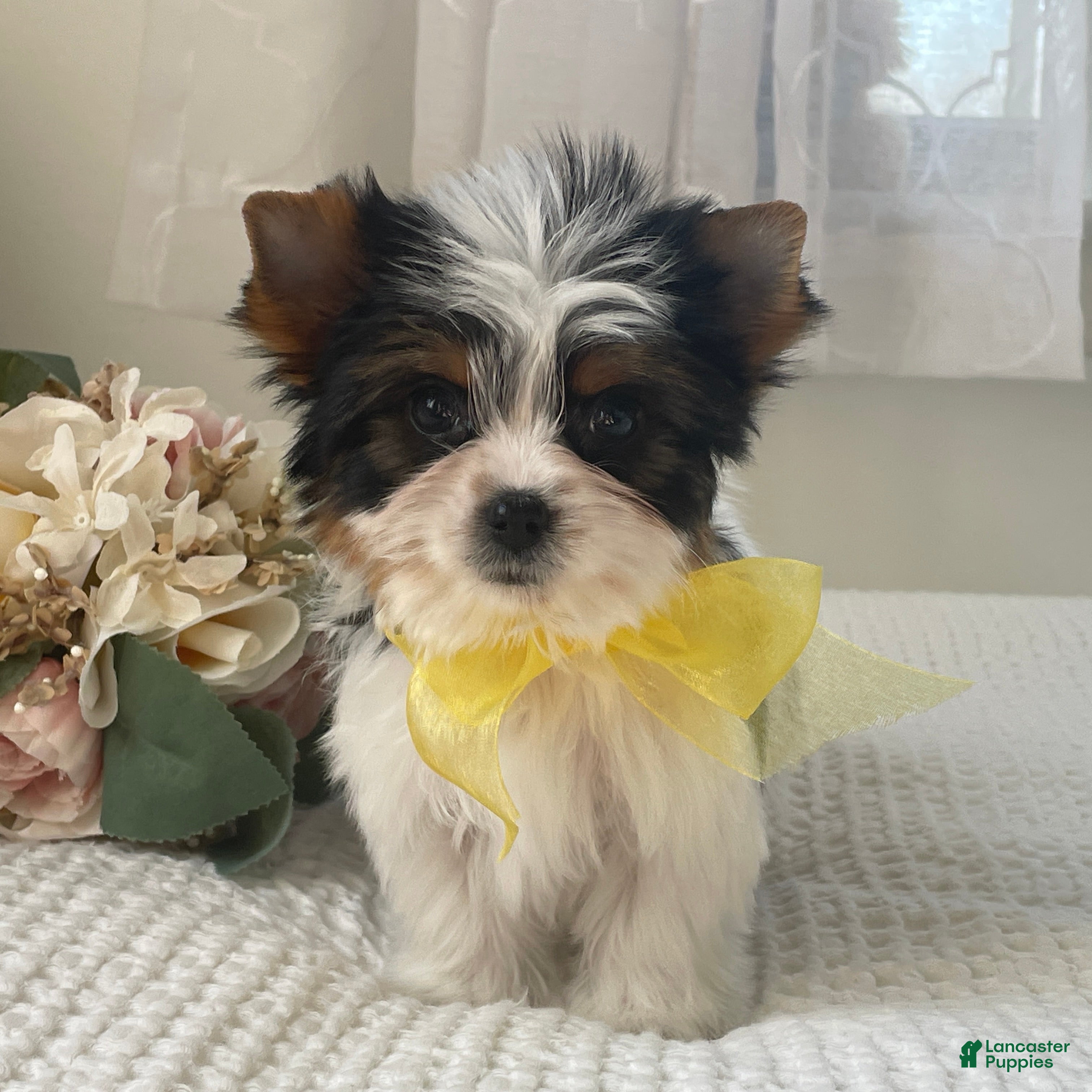 Biewer Terrier dogs Tiny Minnie - Ad 1