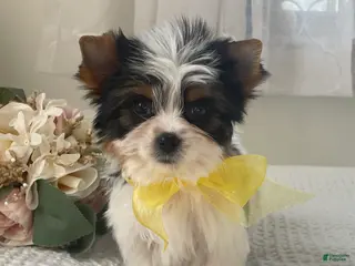 Biewer Terrier dogs for sale: Tiny Minnie - Ad 1