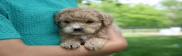 Mini Goldendoodle dogs for sale: Tara - Ad 7